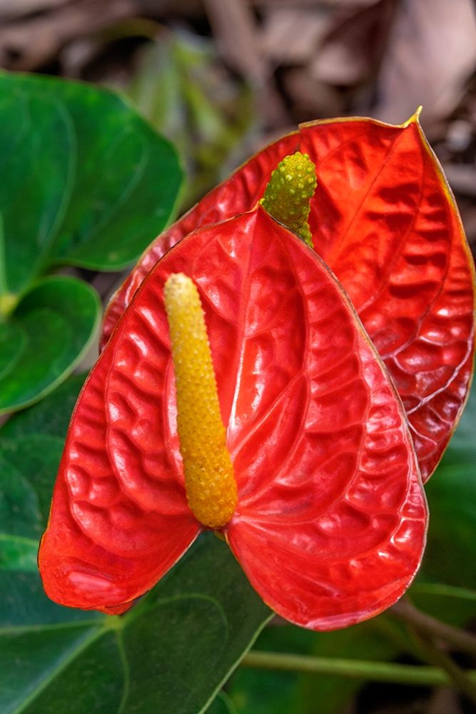 Anthurium